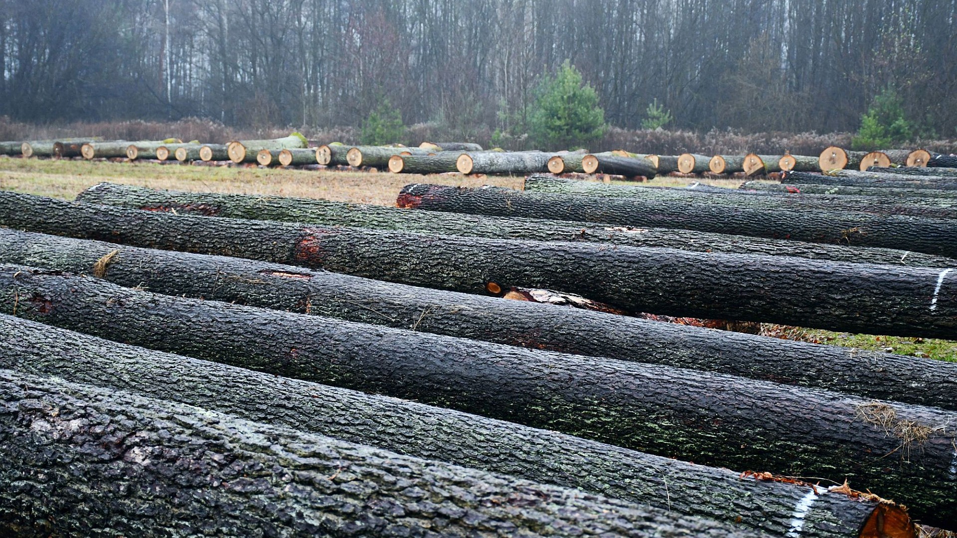 VIII Regionalna Submisja Drewna Szczególnego w RDLP w Radomiu