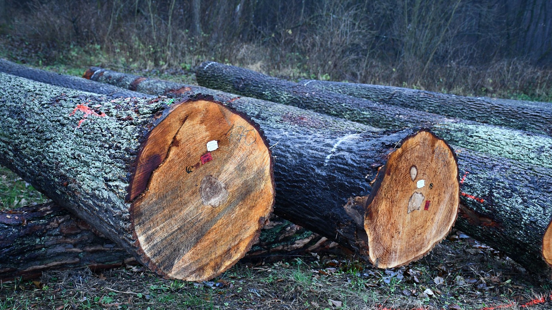 VIII Regionalna Submisja Drewna Szczególnego w RDLP w Radomiu