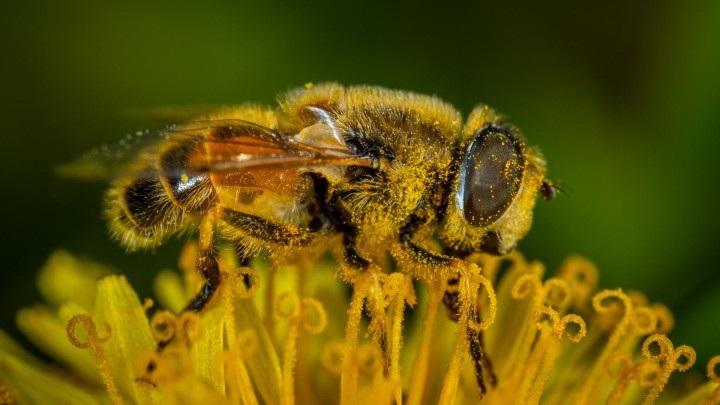 Nie zapomnij o V Pionkowskim Dniu Pszczoły